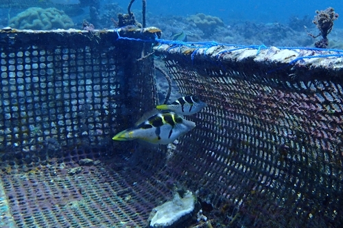 Mimic Filefish (Paraluteres prionurus)