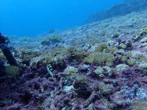 Mimic Filefish (Paraluteres prionurus)