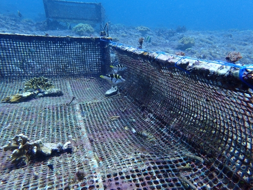 Mimic Filefish (Paraluteres prionurus)