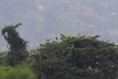 Ramphastos vitellinus
