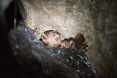 Steatornis caripensis