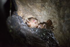 Steatornis caripensis