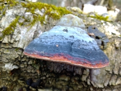 Fomitopsis pinicola