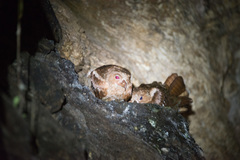 Steatornis caripensis