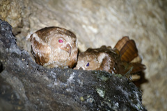 Steatornis caripensis