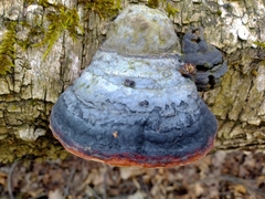 Fomitopsis pinicola