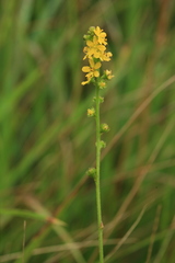 Agrimonia pilosa japonica