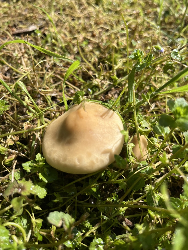 Agrocybe praecox · April 2026 · photo: © flora_krd_natali (iNaturalist, cc-by)