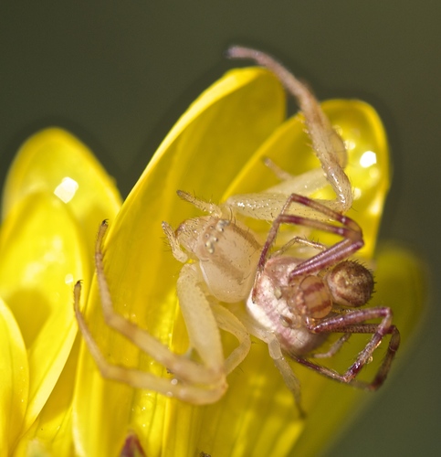 Mecaphesa importuna