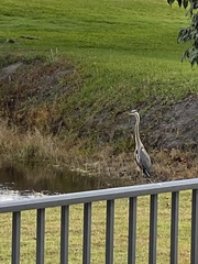 Ardea herodias
