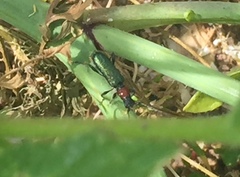 Cartallum ebulinum