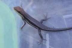 Trachylepis damarana