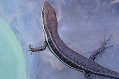 Trachylepis damarana