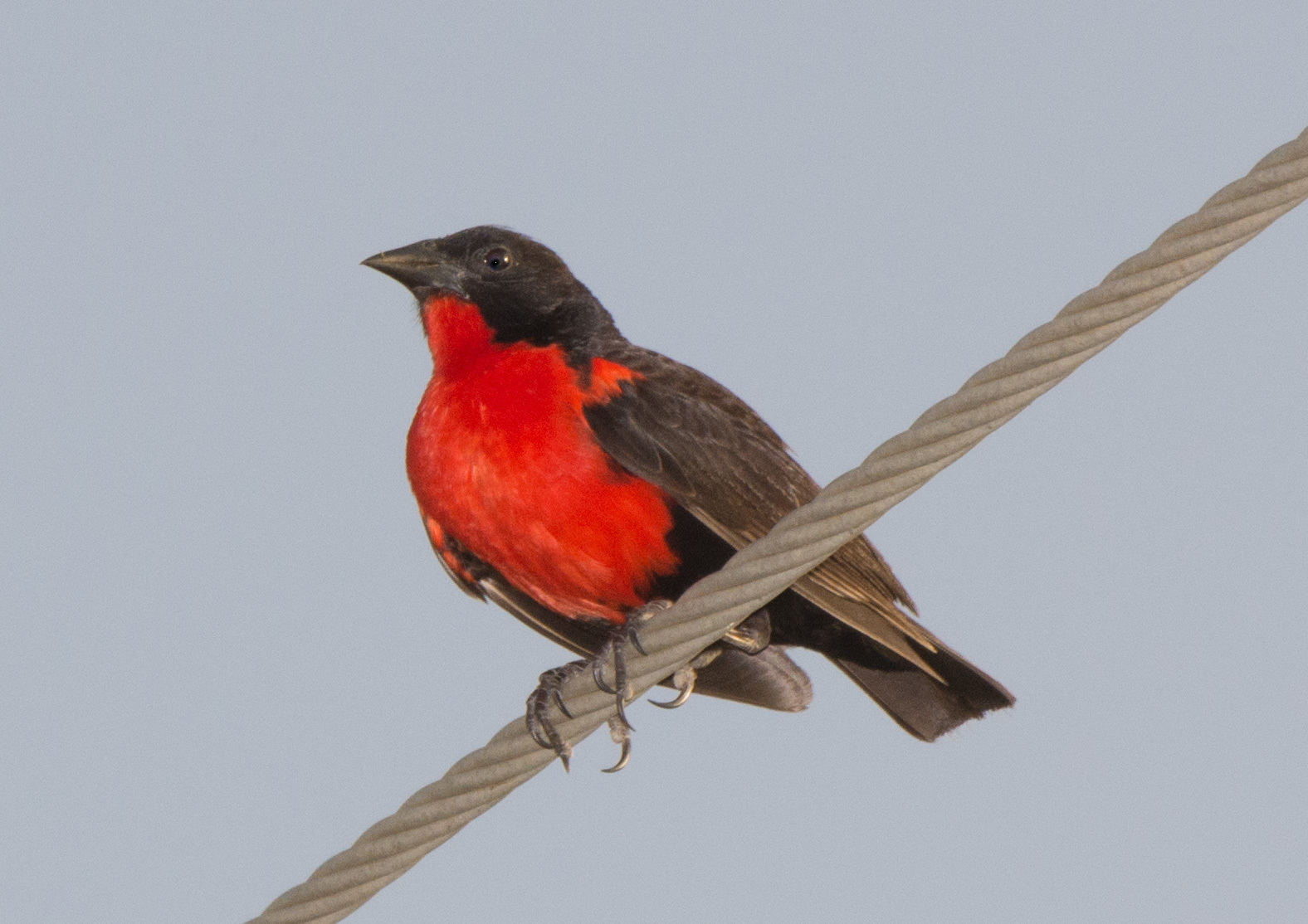 Red-breasted Meadowlark illustration