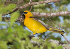Icterus nigrogularis trinitatis