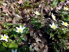 Anemonoides nemorosa