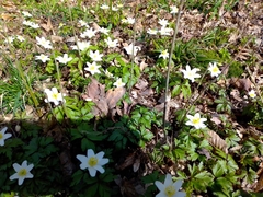 Anemonoides nemorosa