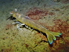 Penaeus latisulcatus