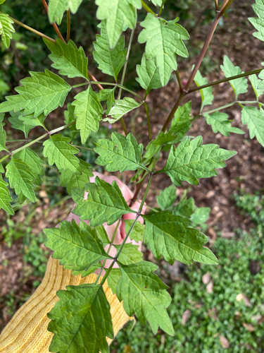 American trumpet vine (Campsis radicans)