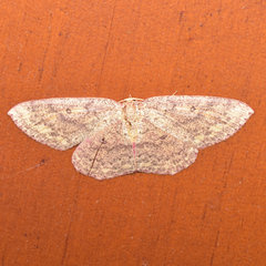 Cyclophora conferta