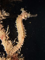 Hippocampus subelongatus