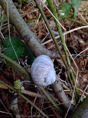 Helix pomatia