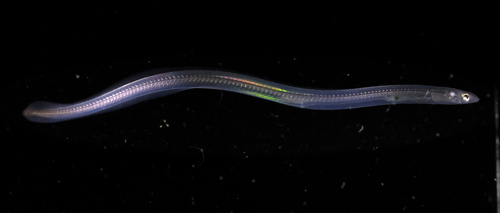 Photo of European eel (Anguilla anguilla)