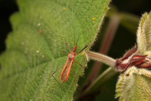 Euagoras plagiatus