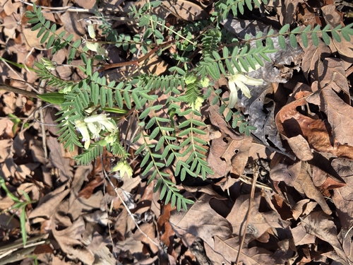 Large Ground Plum (Astragalus crassicarpus)