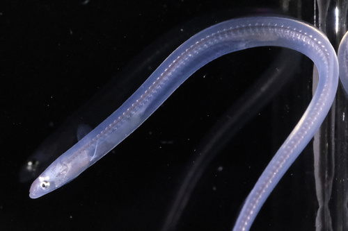 Photo of European eel (Anguilla anguilla)