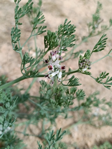 Fineleaf Fumitory (Fumaria parviflora)