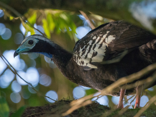 Trinidad Piping-Guan