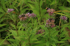 Saussurea acuminata sachalinensis