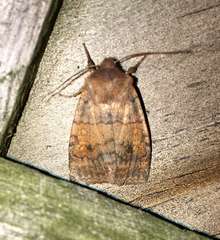 Eupsilia tristigmata