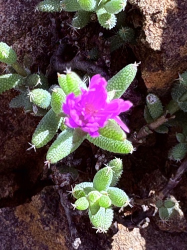 Trichodiadema setuliferum, photograph 3