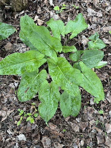 Elongated Arum (Arum elongatum)