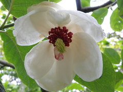 Magnolia wilsonii
