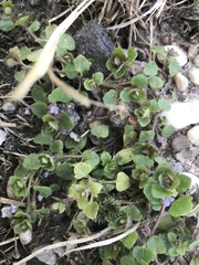 Veronica hederifolia-sublobata-triloba