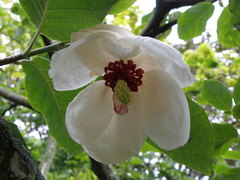 Magnolia wilsonii