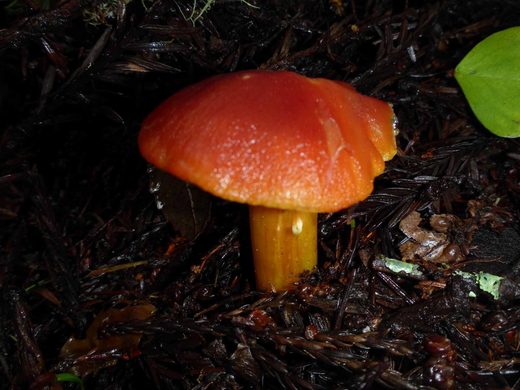 Hygrocybe laetissima image