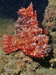Scorpaena sumptuosa