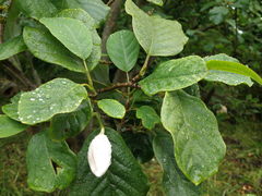 Magnolia wilsonii