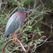 Green Heron - Photo (c) Susan Elliott, some rights reserved (CC BY-NC), uploaded by Susan Elliott