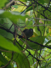 Chiroxiphia pareola