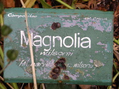 Magnolia wilsonii