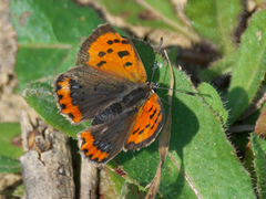 Lycaena phlaeas