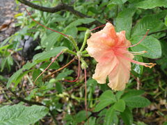 Rhododendron sargentianum