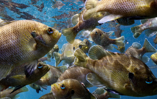 Lepomis punctatus