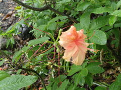 Rhododendron sargentianum
