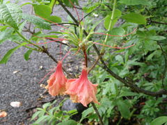 Rhododendron sargentianum